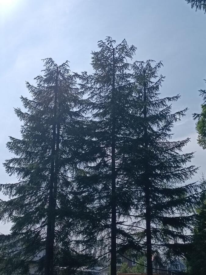 Три высокие ели у домов после снижения высоты кроны