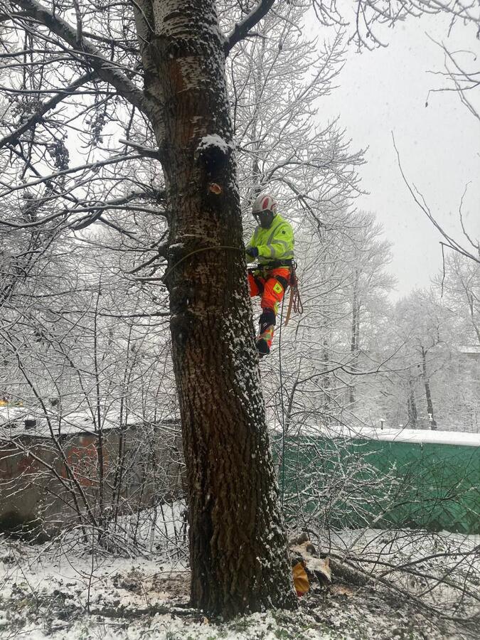 Арборист со страховкой поднимается по стволу дерева во время снегопада