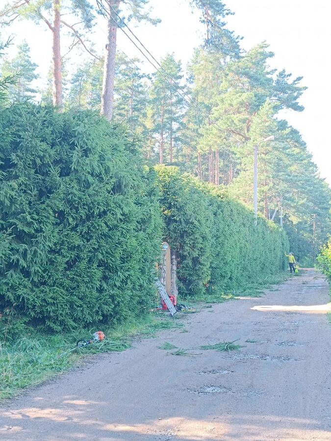 Стрижка высокой живой изгороди из ели вдоль дороги в посёлке
